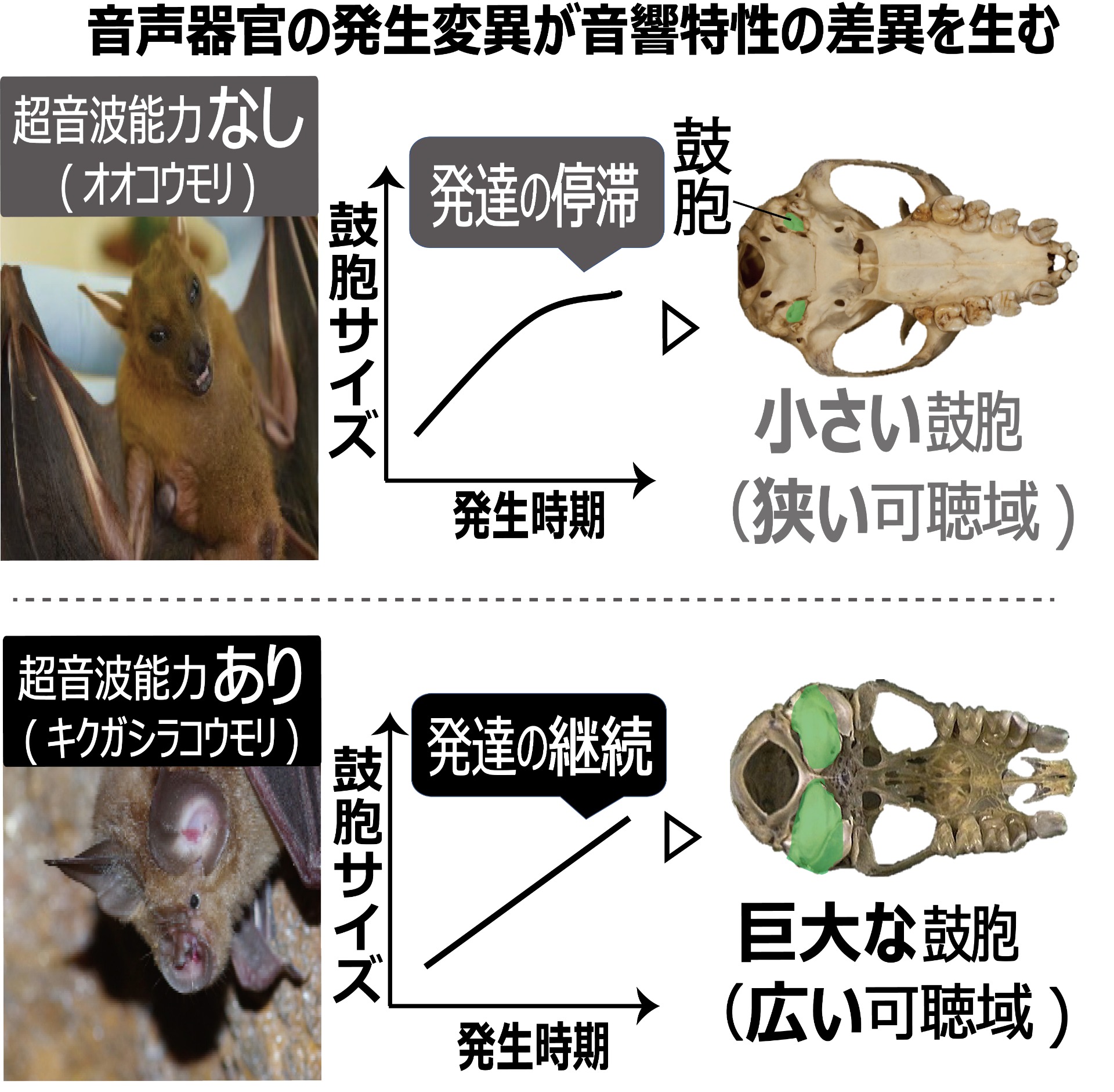 活動歴および当時の関連ビジュアル記録