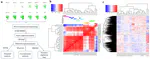 Temporal and regulatory dynamics of the inner ear transcriptome during development in mice