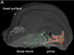 Anatomy and homology of the caudal auricular muscles in greater short-nosed fruit bat (Cynopterus sphinx)