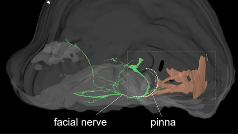 Anatomy and homology of the caudal auricular muscles in greater short-nosed fruit bat (Cynopterus sphinx)