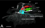 On the embryonic development of the nasal turbinals and their homology in bats