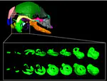 Prenatal cranial bone development of Thomas's horseshoe bat (Rhinolophus thomasi): with special reference to petrosal morphology
