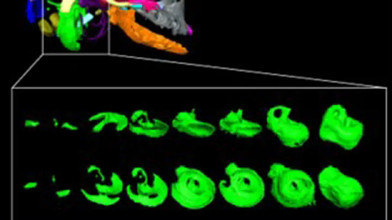 Prenatal cranial bone development of Thomas's horseshoe bat (Rhinolophus thomasi): with special reference to petrosal morphology