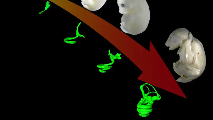 Embryonic staging of bats with special reference to Vespertilio sinensis and its cochlear development