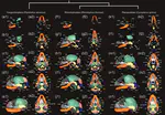 On the sequence heterochrony of cranial ossification of bats in the light of Haeckel's recapitulation theory