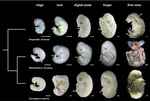 Timing of organogenesis underscores the evolution of neonatal life histories and powered flight in bats