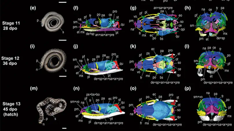 Embryonic development and cranial ossification of the Japanese Aodaishō, Elaphe climacophora (Serpentes: Colubridae): with special reference to the prootic bone and auditory evolution in snakes