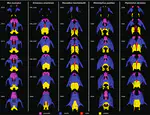 Prenatal growth patterns of the upper jaw complex with implications for laryngeal echolocation in bats
