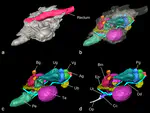 Three-dimensional and histological observations on male genital organs of greater horseshoe bat, Rhinolophus ferrumequinum