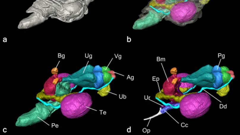 Three-dimensional and histological observations on male genital organs of greater horseshoe bat, Rhinolophus ferrumequinum